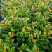 Prunus lauroserasus Antonius - Lovor višnja Antonius