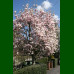 Magnolia soulongeana 