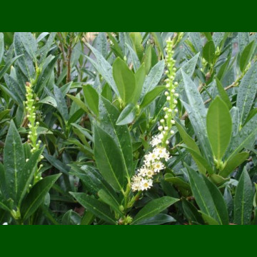 Prunus laurocerasus Reynwaanii - Lovor višnja Reynwaanii
