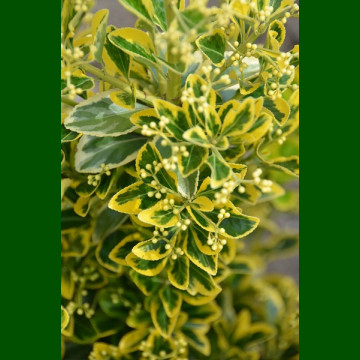 Euonymus japonicus Aureomarginatus - Evonimua Aureomarginatus