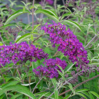 Buddleja davidii Nanho Purple - Letnji jorgovan Nanho Purple