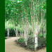 Betula utilis Doorenbos - Himalajska breza Doorenbos