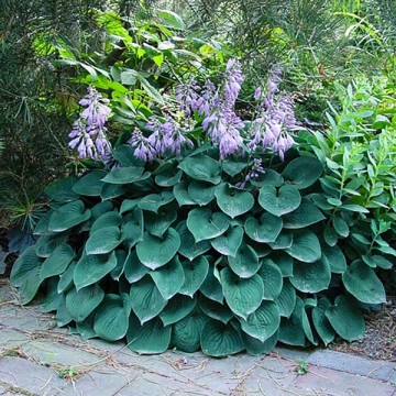 Hosta Blue Cadet