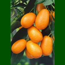 Citrus Fortunella Margarita - Kumkvat