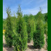 Thzja occidentalis Columna - Stubasta tuja Columna