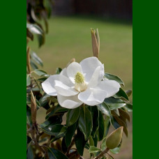 Magnolia grandiflora Little Gem - Magnolija zimzelena Little Gem