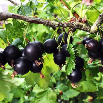 Ribes Josta - Josta