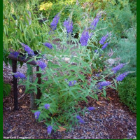 Buddleja davidii Empire Blue - Letnji jorgovan Empire Blue