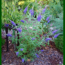Buddleja davidii Empire Blue - Letnji jorgovan Empire Blue
