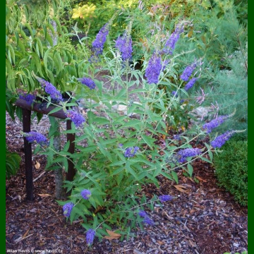 Buddleja davidii Empire Blue - Letnji jorgovan Empire Blue
