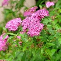 Spirea japonica Goldmound - Japanska spirea Goldmound