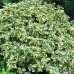 Elaeagnus ebbingei Gilt Edge - Elaeagnus Gilt Edge