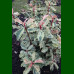 Photinia serratifolia Pink Crispy - Fotinija Pink Crispy