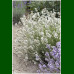 Lavandula angustifolia Alba - Bela lavanda