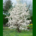 Magnolia  loebneri Merill - Magnolija Merill