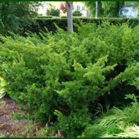 Taxus baccata Zöld - Žbunasta zelena tisa
