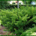 Taxus media Densiformis - Tisa Densiformis
