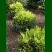 Nandina domestica Lemon Lime - Nandina Lemon Lime