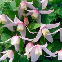 Clematis alpina Willy - Klematis Willy