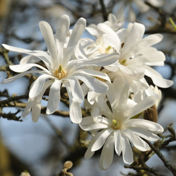 Magnolia stellata Waterlily - Magnolija Waterlily