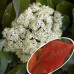 Photinia fraseri Red Select - Fotinija Red Select