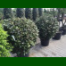 Elaeagnus ebbingei Compacta - Elaeagnus Compacta