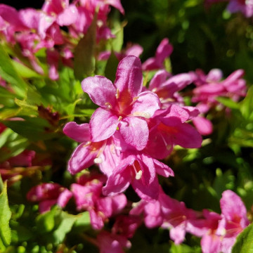 Weigela Picobella Rosa - Vajgela Picobella Rosa