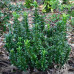 Euonymus microphyllus Green - Kuglasti sitnolisni evunimus Green