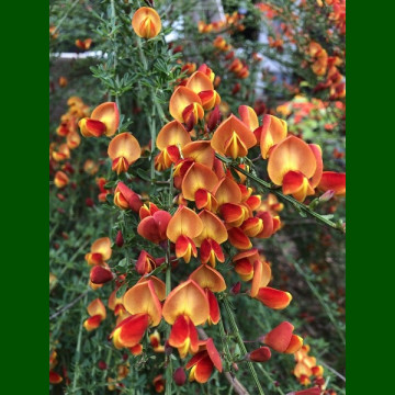 Cytisus Lena - Citisus Lena