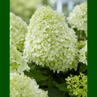 Hydrangea paniculata Little Spooky - Drvenasta hortenzija Little Spooky