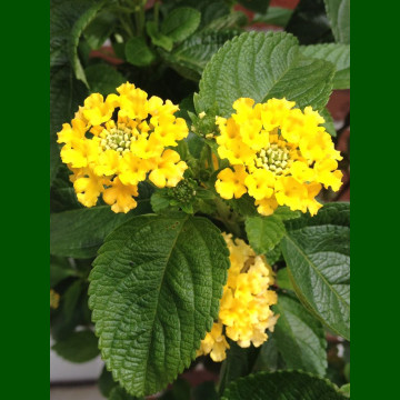 Lantana montevidensis Yellow - Puzava lantana Yellow 