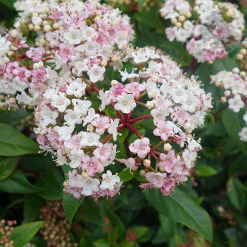 Viburnum tinus - Zimska bangita