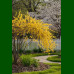 Forsythia x intermedia - Forzicija