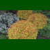 Spirea japonica Goldflame - Japanska spirea Goldflame