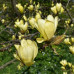 Magnolia Sunbrust - Magnolija Sunbrust