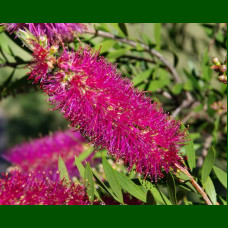 Callistemon Mauve Mist - Kalistemon Mauve Mist