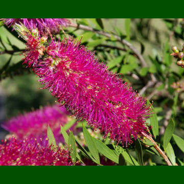 Callistemon Mauve Mist - Kalistemon Mauve Mist