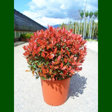 Photinia fraseri Little Red Robin - Fotinija Little Red Robin