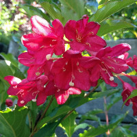 Weigela florida Evita - Vejgela Evita