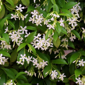 Trachelosperum jasminoides - Zimzeleni jasmin