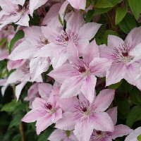 Clematis Pink Fantasy - Klematis Pink Fantasy