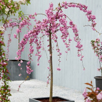 Prunus Serrulata Kiku Shidare Zakura - Padajuća japanska trešnja