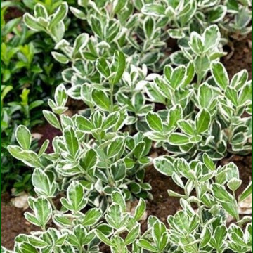 Euonymus japonicus Albomarginatus - Šarenolisni evunimus