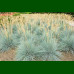 Festuca glauca Elijah Blue - Ukrasna trava Elijah Blue