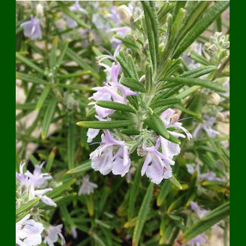 Rosmarinus officinalis Pyramidalis – Ruzmarin stubasti 