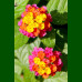 Lantana camara Feston Rose - Lantana Feston Rose