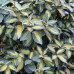 Elaeagnus ebbingei Limelight - Elaeagnus Limelight