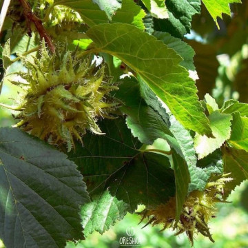 Corylus colurna - Mečija leska