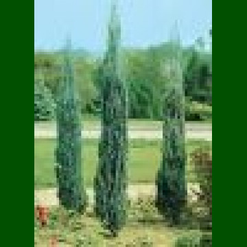 Juniperus virginiana Skyrocket - Skyrocket eastern redcedar