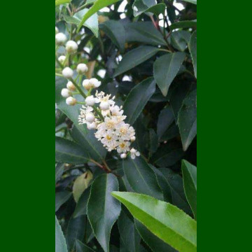 Prunus lusitanica Angustifolia - Portugalska lovor višnja